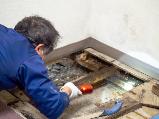 Trusted Pleasant Hill, TX Mold Removal Experts