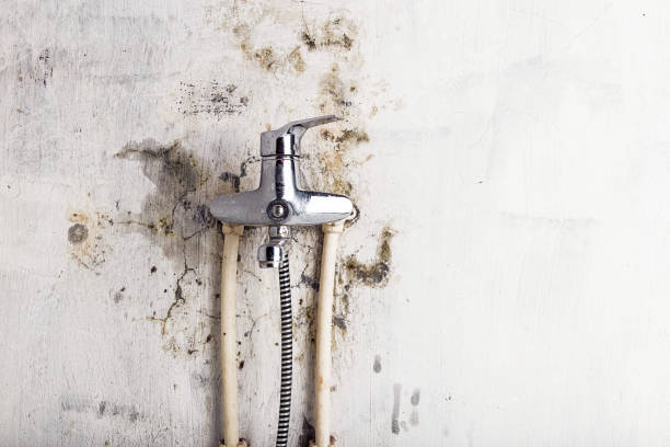 Best Fast Mold Removal  in Pleasant Hill, TX
