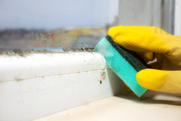Best Local Mold Removal Service  in Pleasant Hill, TX
