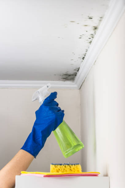 Mold Removal and Inspection in Pleasant Hill, TX